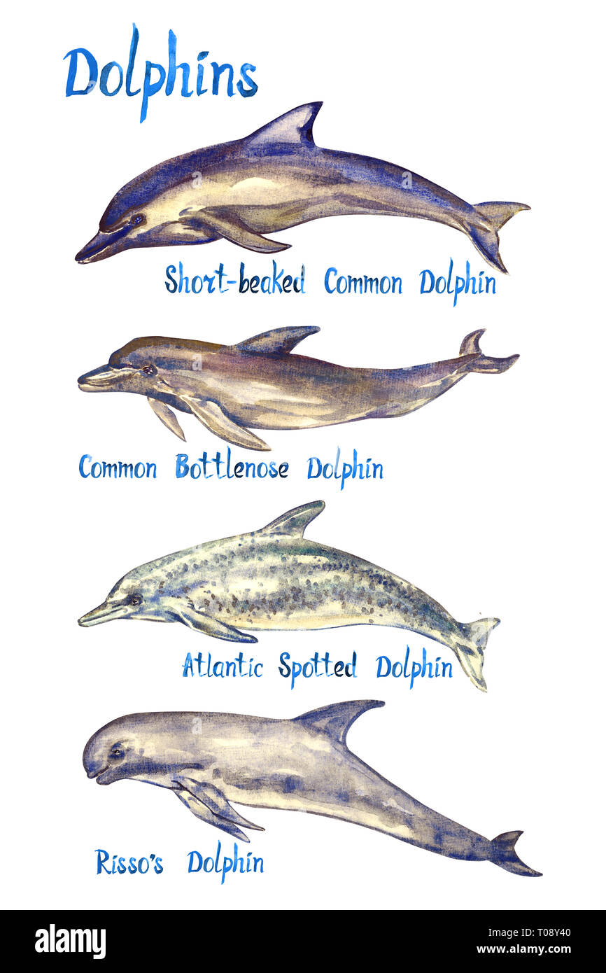 Dolphins species set: Short-beaked, Common bottlenose, Atlantic spotted dolphin and Risso`s, isolated on white background hand painted watercolor Stock Photo